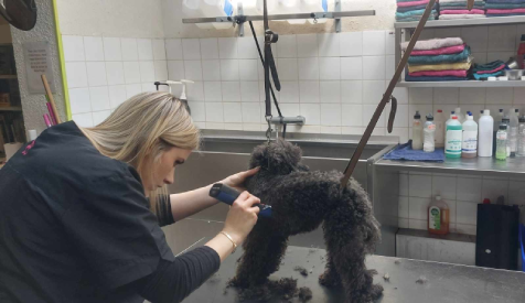 Ecole de toilettage pour chien avec diplome