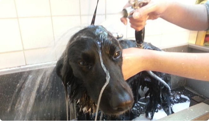 Dog Wash